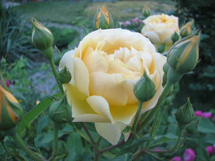 IMG_5542 - trandafiri in mai 2013