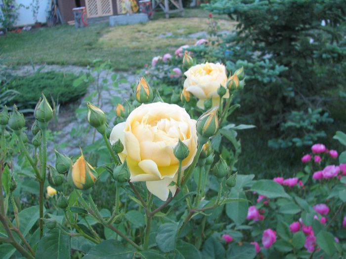 IMG_5544 - trandafiri in mai 2013