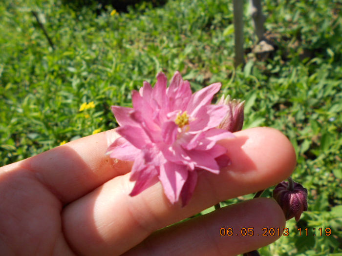 DSCN7440 - Aquilegia-Mai 2013