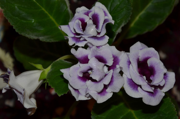 La Belle Dam - Gloxinii 2013