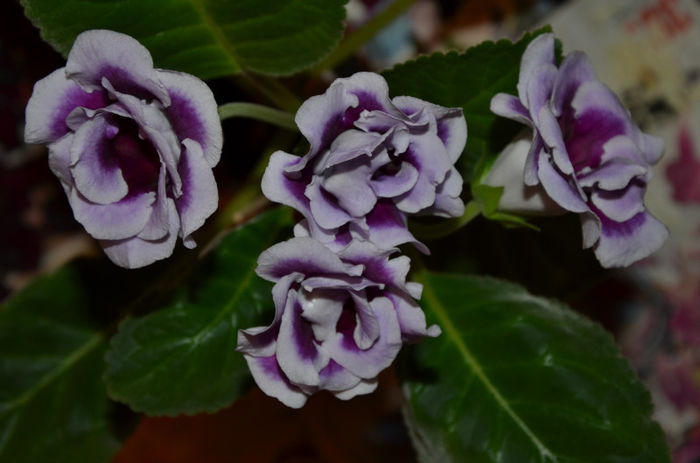 La Belle Dam - Gloxinii 2013