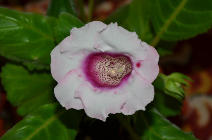 Pink Picotee - Gloxinii 2013