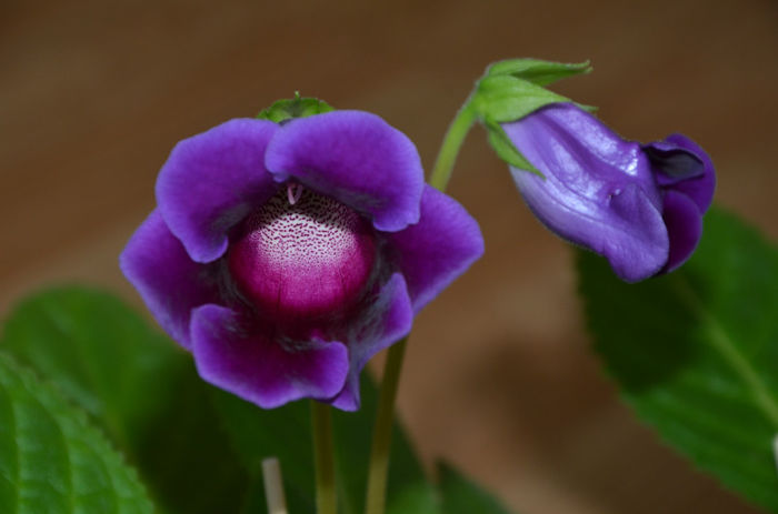 Slipper mov - Gloxinii 2013