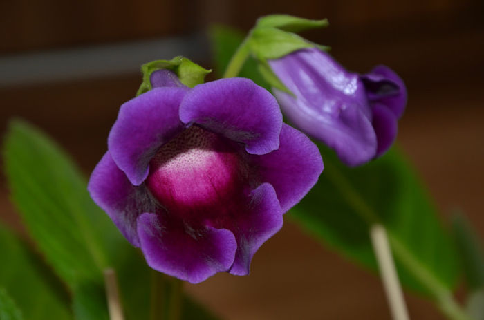 Slipper mov - Gloxinii 2013
