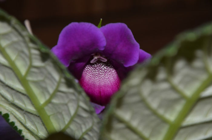 Slipper mov - Gloxinii 2013