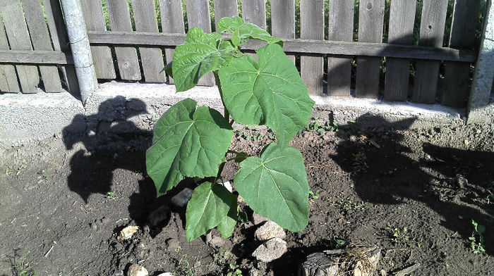 2013-05-26 09.00.50 - Paulownia Taieri