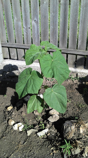 2013-05-26 09.00.56 - Paulownia Taieri