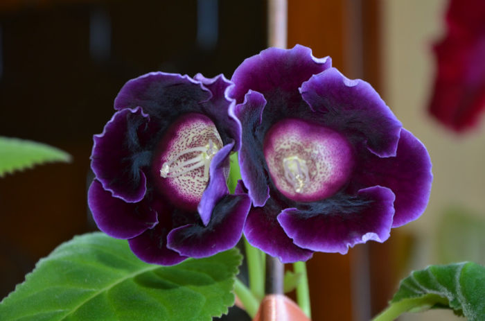 Violacea - Gloxinii 2013