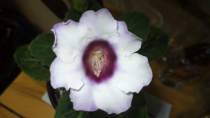 DSC01349 - gloxinii  si minisinningii 2013