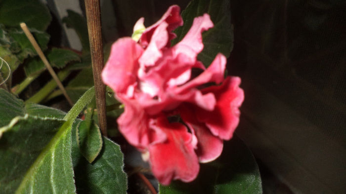 DSC01352 - gloxinii  si minisinningii 2013