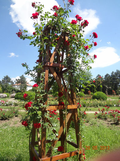 DSC03295 - Gradina Botanica Iasi