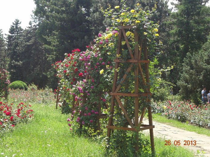 DSC03294 - Gradina Botanica Iasi