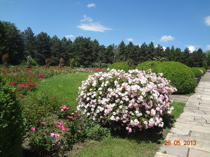 DSC03308 - Gradina Botanica Iasi