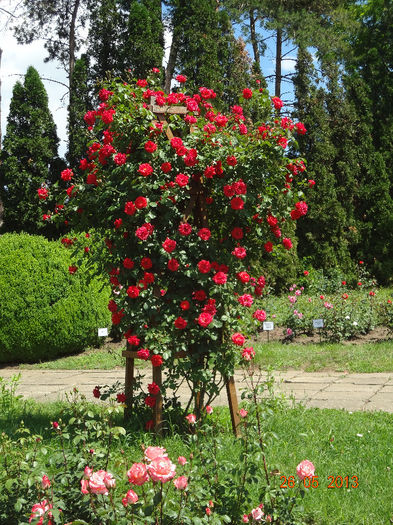 DSC03313 - Gradina Botanica Iasi