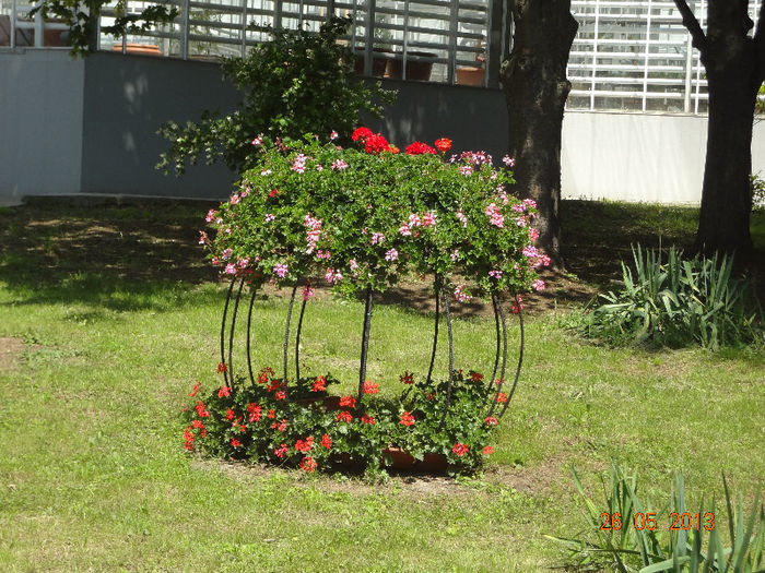 DSC03325 - Gradina Botanica Iasi