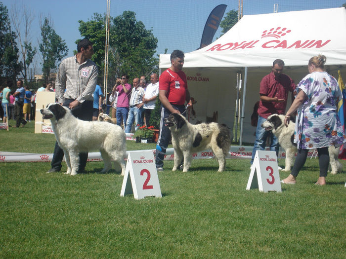 DSC01826 - expozitia de la pitesti din 12 05 2013