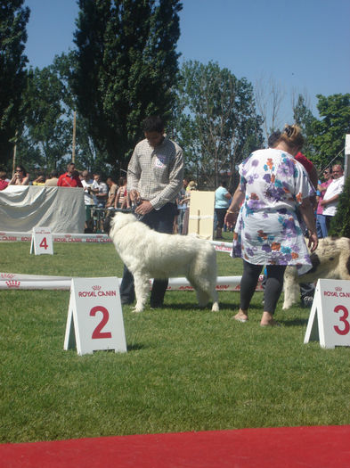 DSC01823 - expozitia de la pitesti din 12 05 2013