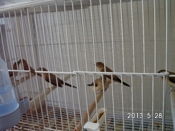 perechea cu puii cioc de argint p2