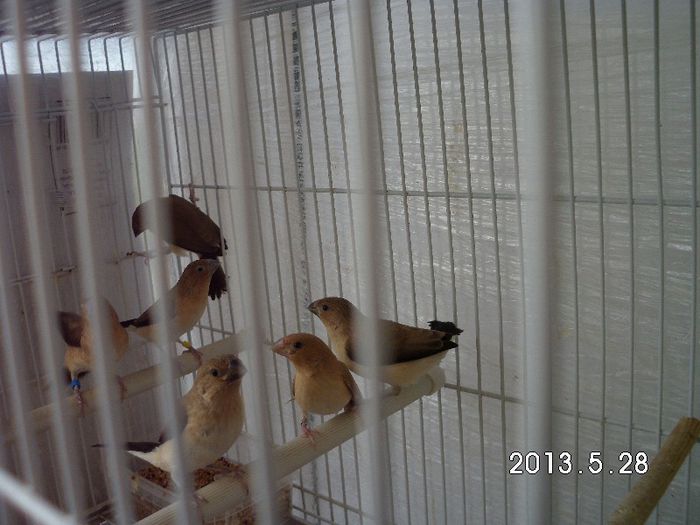 asa arata o familie de cioci argintiu