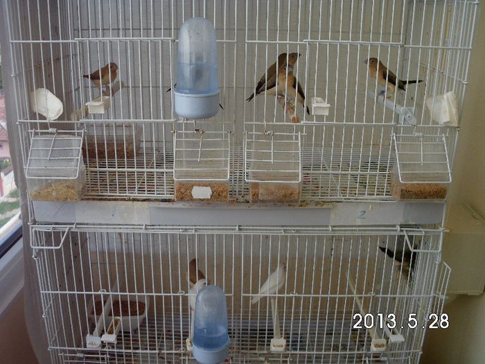 perechi de african silverbill