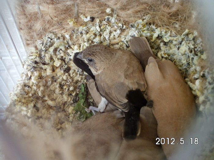 in cateva zile vor iesi la zbor...