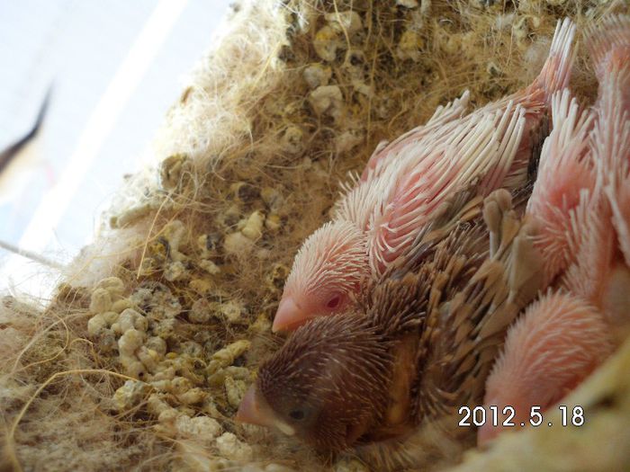 pui albinosi cioc de argint crescand.