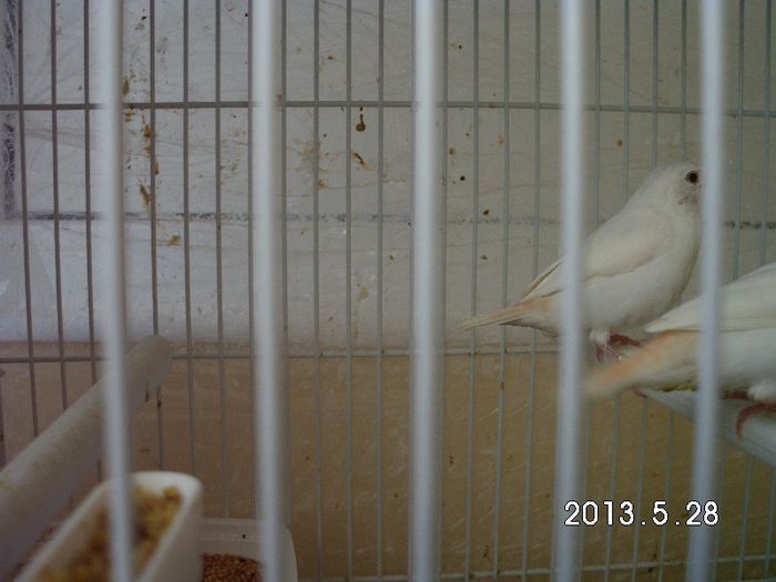 albino african silverbill