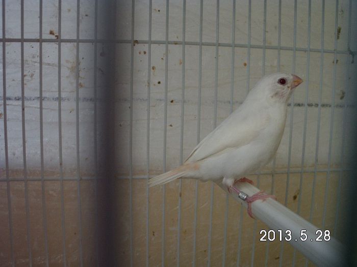 african silverbill  albino