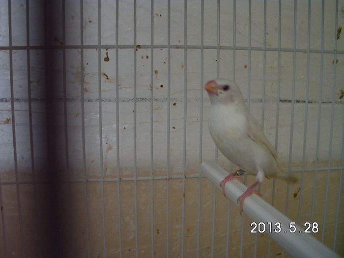 pescarus cioc de argint alb