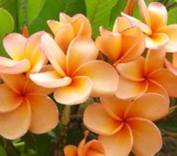 JEFFY ALLIGH - 2013-PLUMERIA FRANGIPANI-seminte