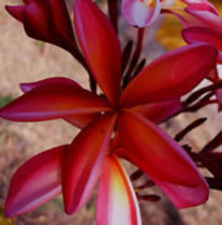 JOUNGPORN - 2013-PLUMERIA FRANGIPANI-seminte