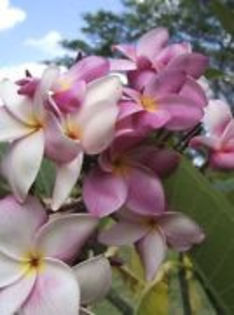 ORCHID PEACH