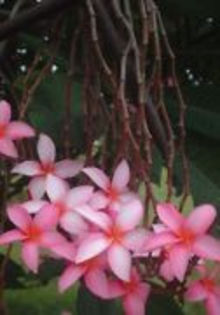 PENDULOUS PINK - 2013-PLUMERIA FRANGIPANI-seminte