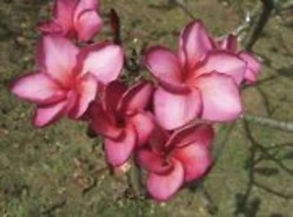 PINK DOLLY - 2013-PLUMERIA FRANGIPANI-seminte