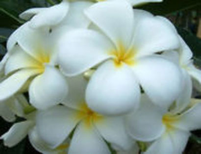 SNOW WHITE - 2013-PLUMERIA FRANGIPANI-seminte