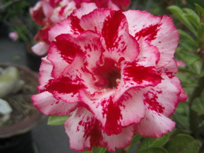 CHOTE RASSAMEE - 2013-ADENIUM OBESUM-seminte