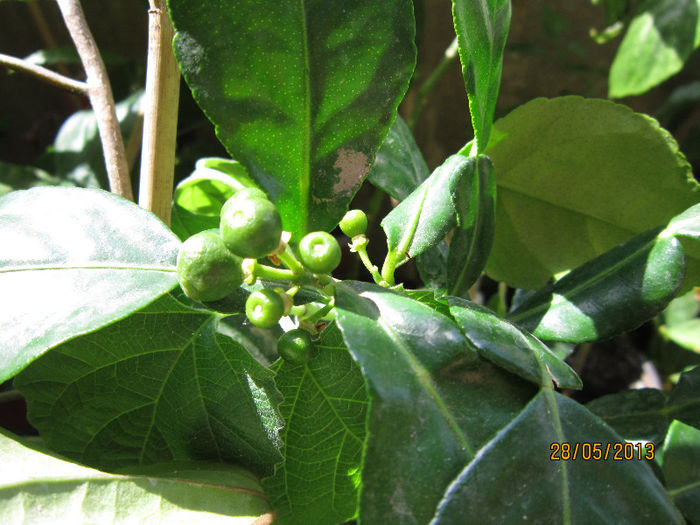 fructul de mauritius