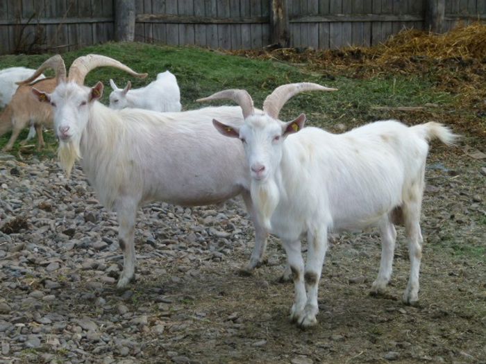 tapi rasa sannen; 2 buc la 2 ani, 4 buc la 1 an si 3 buc de trei luni
