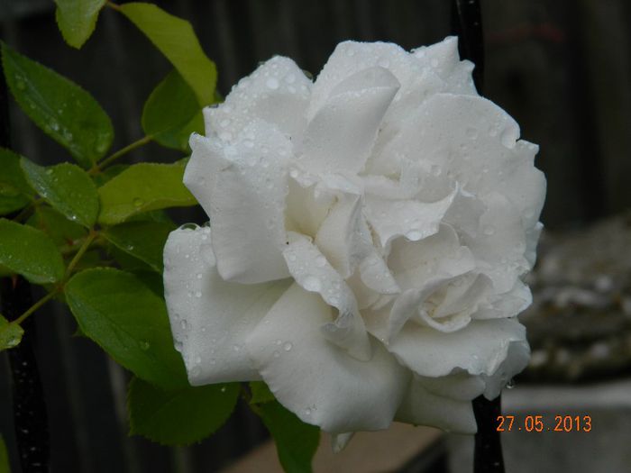 050