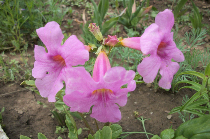 100_5892 - incarvillea 2013