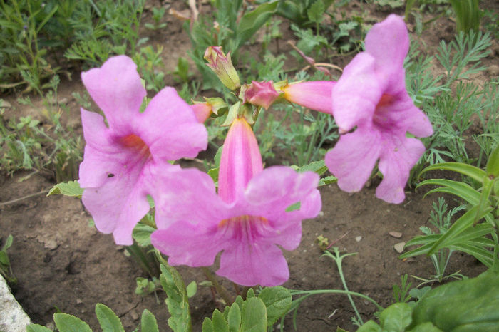 100_5891 - incarvillea 2013