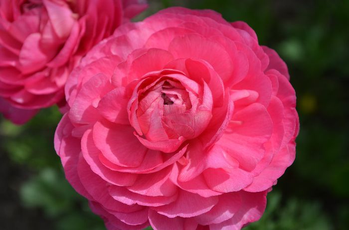 DSC_1149 - 1RANUNCULUS