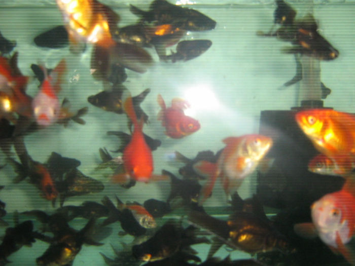 IMG_0013; 5 cm pret 4 ron bucata
