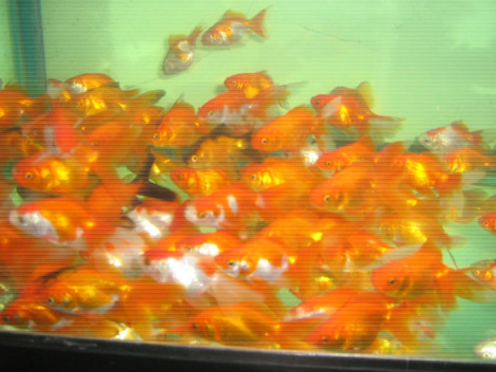 IMG_0002; 5 ron bucata
