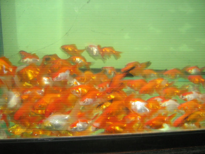 IMG_0003; 5 cm pret 4 ron bucata
