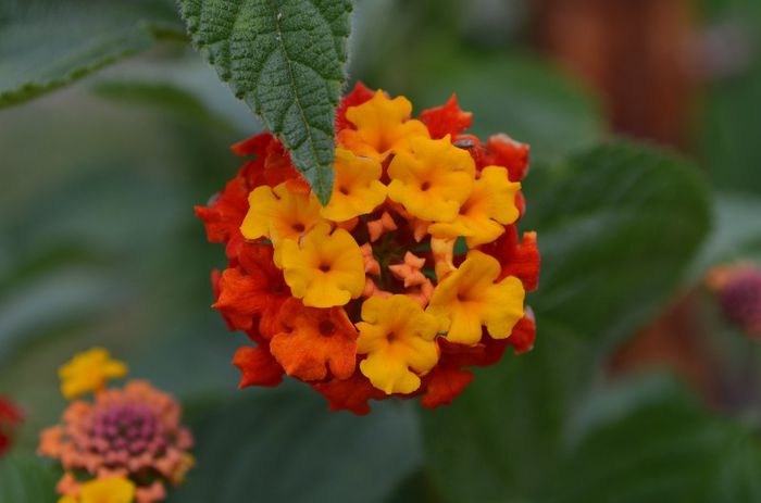 DSC_1139 - 1Lantana 2013