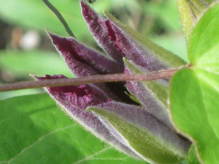 se deschide primul bobocel