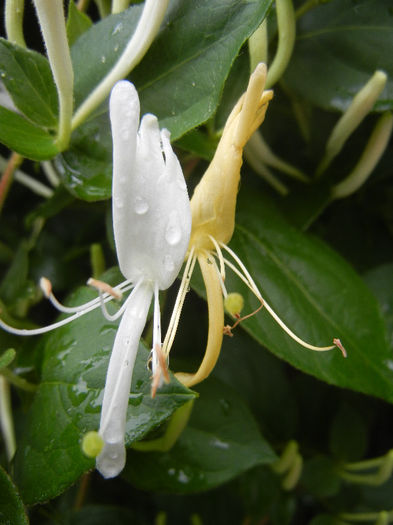 Lonicera japonica (2013, May 24) - LONICERA Japonica