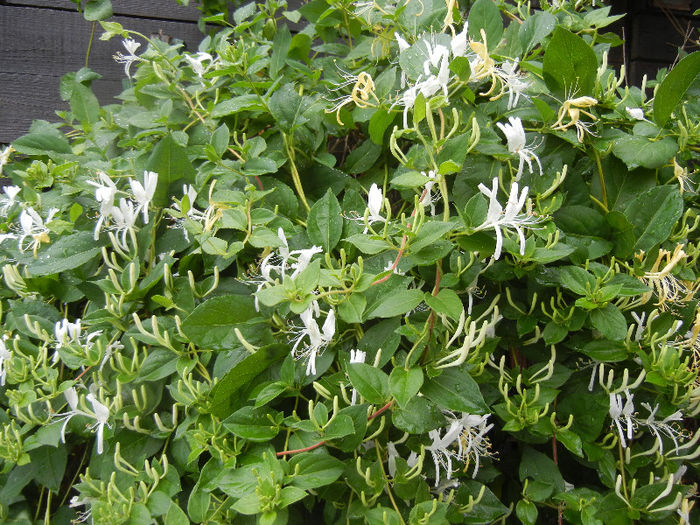 Lonicera japonica (2013, May 24) - LONICERA Japonica