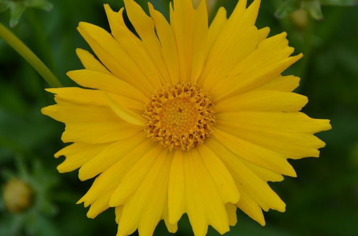 Coreopsis
